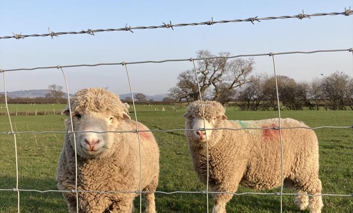 Rams saying hello in field outside pod
